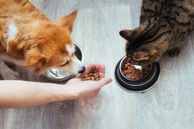 NielsenIQ highlights consumer insights and sustainability trends to fuel the pet and pet food industries